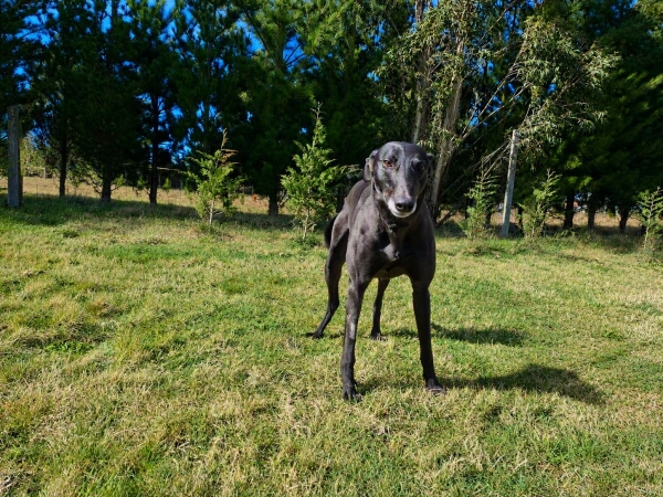 Renae